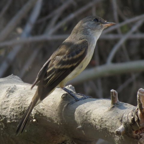 Birds of Ventura County and Beyond. Photos by John Apperson